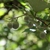Styrax grandifolius