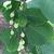 Styrax obassia