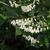 Styrax obassia