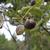 Styrax obassia