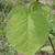 Styrax obassia