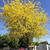 Gleditsia triacanthos 'Sunburst'