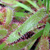 Strappy leaves covered in glandular hairs. Dead insect.