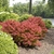 Shrub with reddish leaves