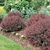 Smaller shrub with reddish leaves