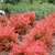 Shrub with reddish orange leaves