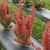 Narrow upright shrub with orange leaves