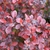 Shrub with red leaves