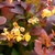 Shrub with purple foliage and yellow flowers
