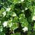 Sutera cordata