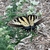 Swallowtail on Flowers - Aug. 2022 - Cabarrus Co., NC