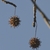 Gumballs are the long stemmed, woody, burr like fruit 1/2 inch