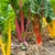 row of plants with petiole stalks red, orange or yellow.