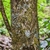 Sycopsis sinensis