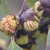 Sycopsis sinensis
