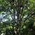Sycopsis sinensis