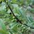 Stem with immature fruits
