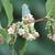 Symphoricarpos albus