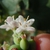 Symphoricarpos albus
