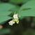 Symphoricarpos albus