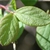 Symphoricarpos albus