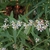 Cluster of composite flowers