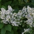 Cluster of flowers at end of branch