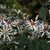 Composite flowers