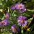 Symphyotrichum novae-angliae