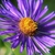 Closeup of center disc flowers with purple rays