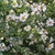 Flowers and leaves.
