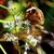 daisy liken flower