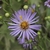 Purplish rays surrounding dark yellow dis flowers