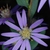 Purplish flower head (Montgomery County, NC)-Mid Fall
