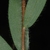 Underside of leaves (Montgomery County, NC)-Mid Fall