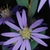 Purplish flower head (Montgomery County, NC)-Mid Fall