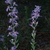 Stem and flowers (Montgomery County, NC)-Mid Fall