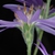Side view of flower (Montgomery County, NC)-Mid Fall