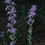 Stem and flowers (Montgomery County, NC)-Mid Fall