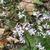 Symphyotrichum cordifolium