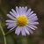 Pale lavender rays surrounding yellow disc flowers