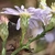 Side view of flower heads with bracts visible