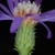 side view of flower (Georgia, US)-Late Symphyotrichum georgianum