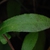 Leaf close-up (Georgia, US)-Late Fall