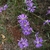 Puple ray flowers surrounding disc flowers
