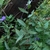Leaves, flowers and stems