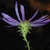 Bottom view of flower (North Carolina, US)-Mid Fall