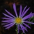 Purple flower head