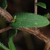 Leaves and stem with hairs (North Carolina, US)-Mid Fall