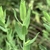 Upper leaves ar upright growing